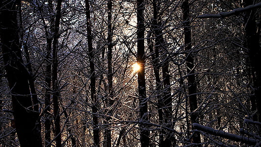 foresta, neve, paesaggio invernale, natura, nevoso, vista, sole