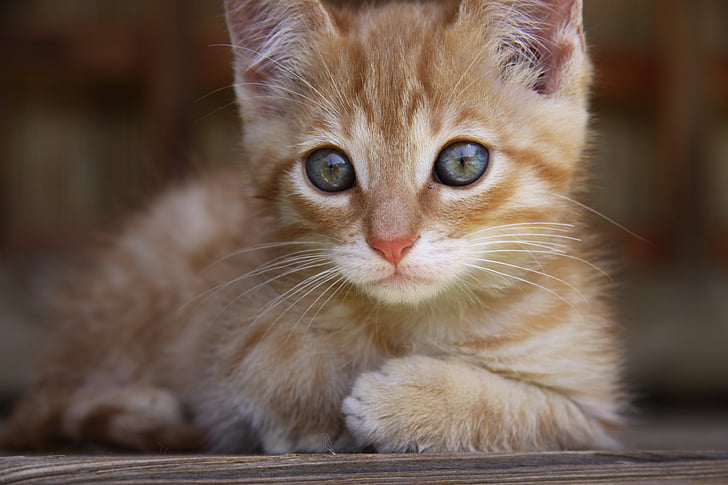 cat, lying, blue eye, small, ginger fur, heal, pet