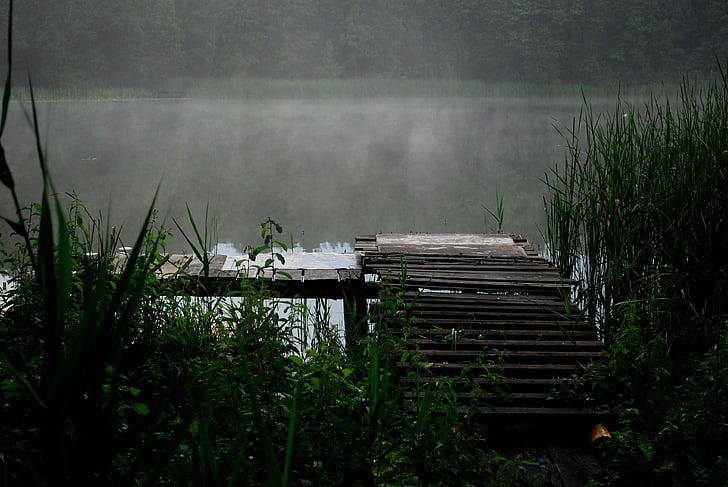 paysage, étang, Lac, eau, le brouillard, vert, roseaux