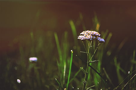 bokeh, fotografie, flori, natura, floare, în aer liber, iarba