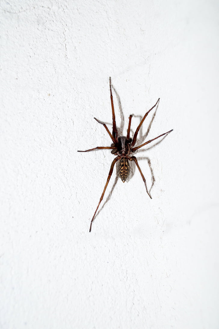 nhện, côn trùng, Arachnophobia