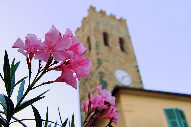 꽃, 토 레, 시계, 중세, 종탑, 친퀘테레, 몬테로 소