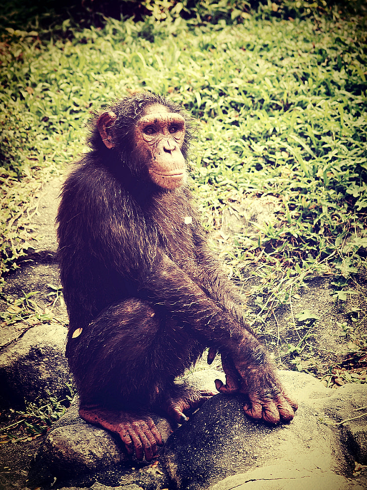 zvíře, opice, šimpanz, relaxační, APE, stromy, Afrika