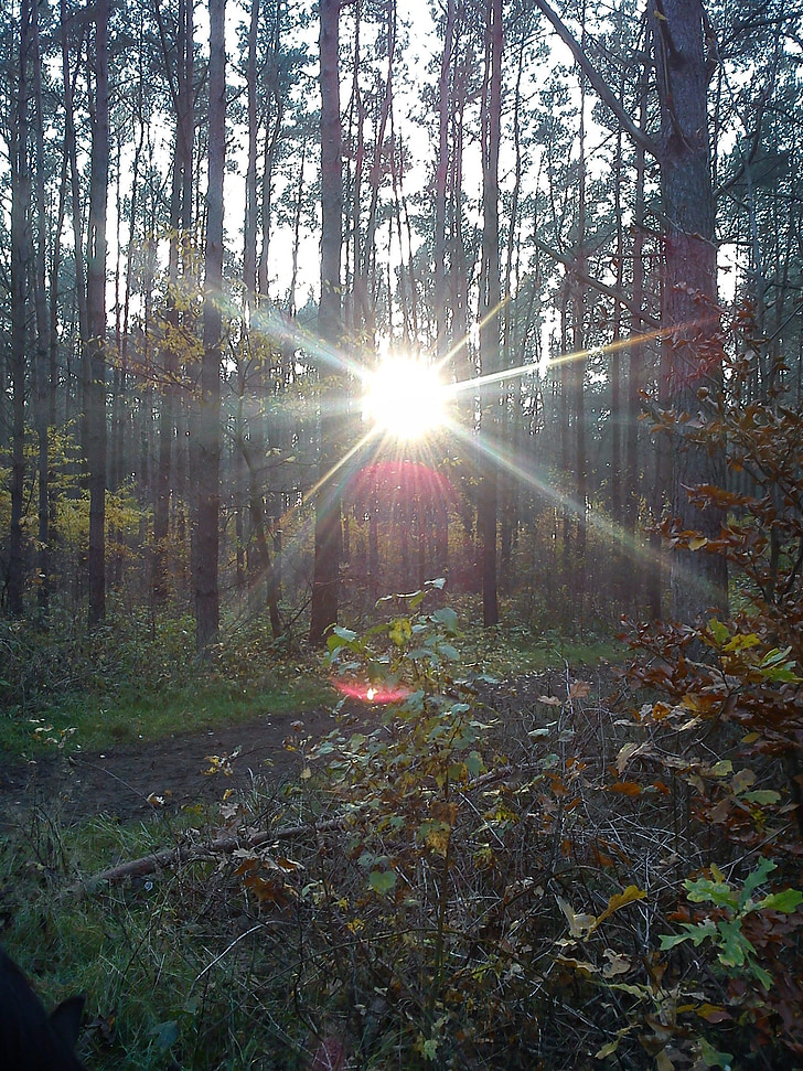solen, skog, treet, høst, lys, Twilight