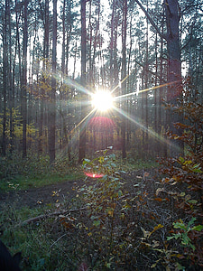 Saulė, miško, medis, rudenį, šviesos, Saulėlydis