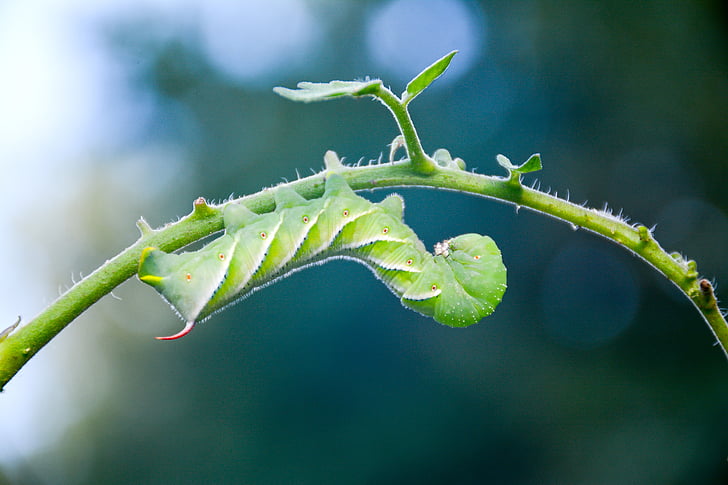 Caterpillar, pomodoro, Hornworm, giardino, insetto, vite senza fine, natura