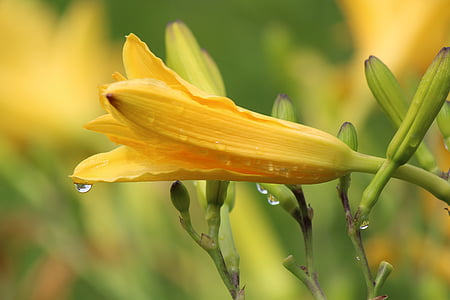 lirio, flor amarilla, Semana Santa, gota de agua, naturaleza, flor, floración