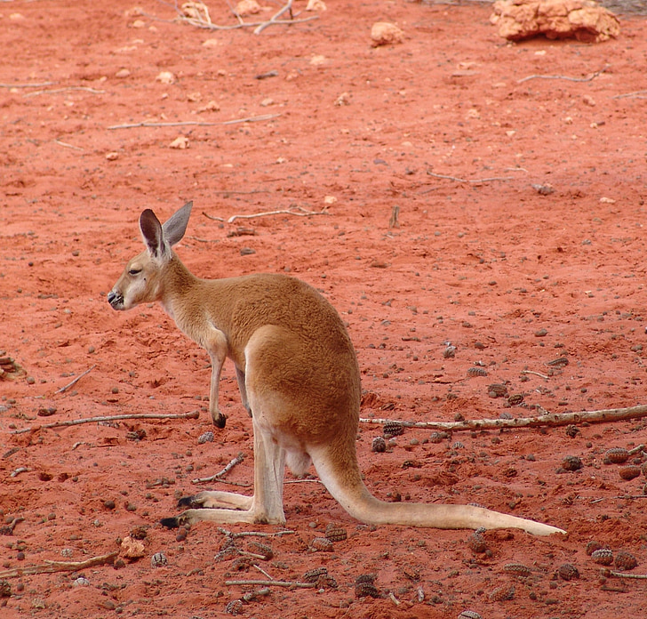 känguru, punane, suur, Austraalia