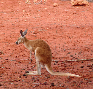 klokan, červená, velké, Austrálie