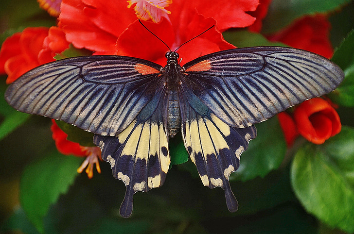 Swallowtail, fjäril, svart, röd, insekt, vingar, Tropical