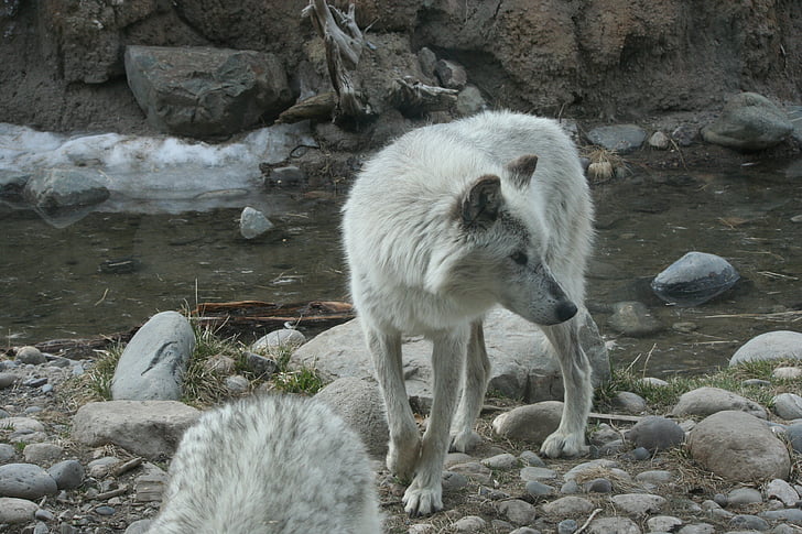 Wolf, Yellowstone, Tier, Säugetier, weiß