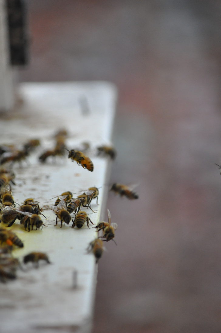 Bee, drönare, anta honung, biodling, bina, honung