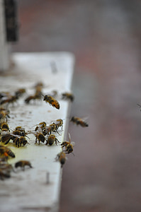 méh, herék, fogadja el a méz, méhészet, méhek, méz