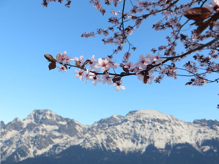 spring, flowers, pink, mountain, cherry, nature, garden