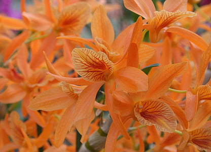 Orquídea naranja, orquideas, flor, exóticos, tropical, cerrar, floración