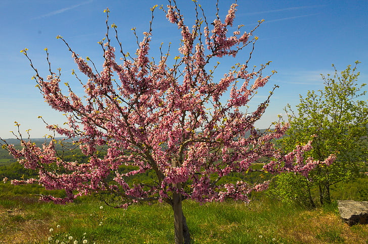 strom, růžová, jaro, Příroda, růžové květy, Kvetoucí strom