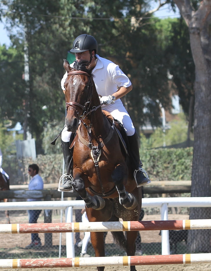 cavall, salt d'obstacles, equitació