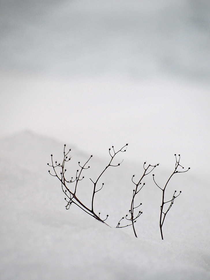 lumi, valkoinen, hiljaisuus, rauhallisuus, haara, talvi, Japani talvi