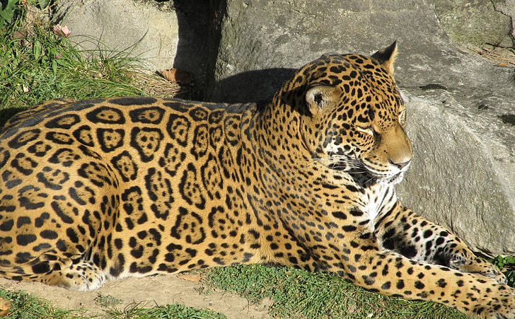 Jaguar, didelės katės, kačių, žinduolis, plėšrūnas, Carnivore, Laukiniai gyvūnai