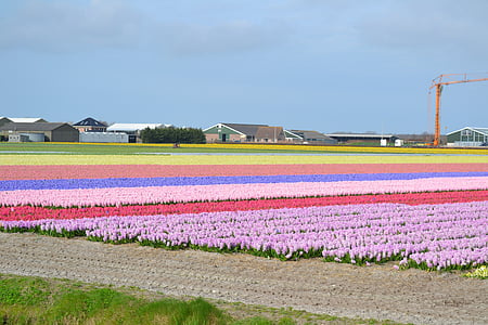 Holandština, žárovka, kvetoucí, květ, Amsterdam, jaro, Nizozemsko