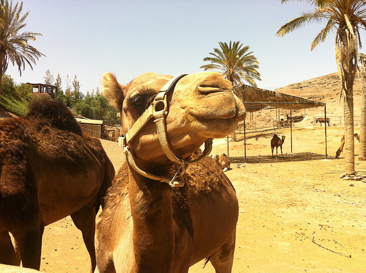 骆驼, 动物, 动物园, 沙漠, 沙子, 自然, 旅行