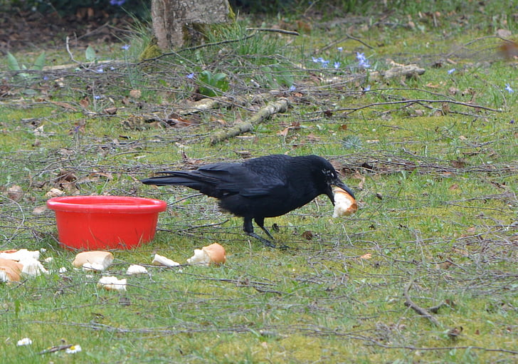 Crow, fugl, Raven fugl, Raven, dyr, spise, brød