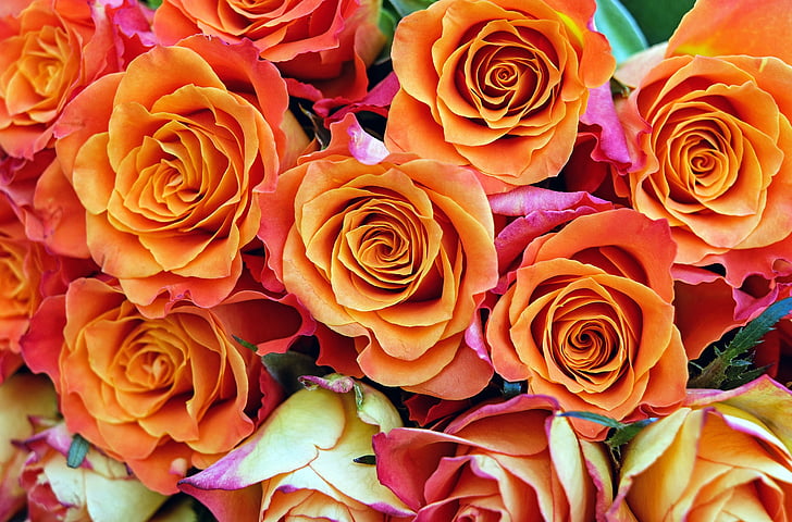 Rosen, Blumen, Blüte, Bloom, Orange, Gartenrosen, Natur