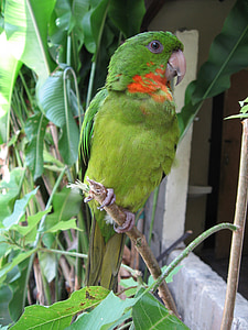 Perico, grön, papegoja, Copán