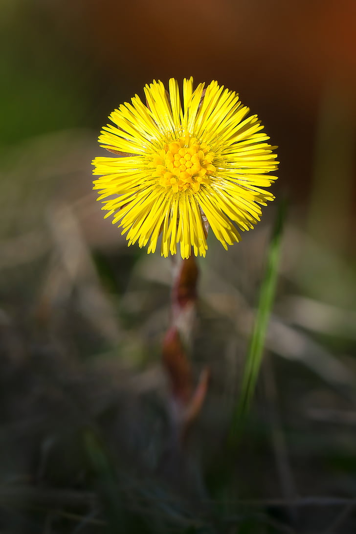 coltsfoot, flower, spring, nature, yellow, dandelion, plant