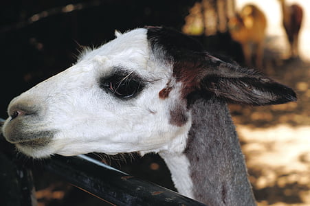 alpaca, face, furry, head, white, ears, hair