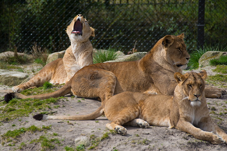 lejon, Zoo, katt, farliga, Lion honor, Lioness