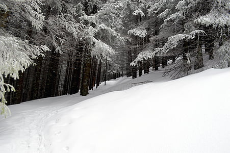 Зима, Сцена, Гора, страна чудес, лес, холодная, Открытый
