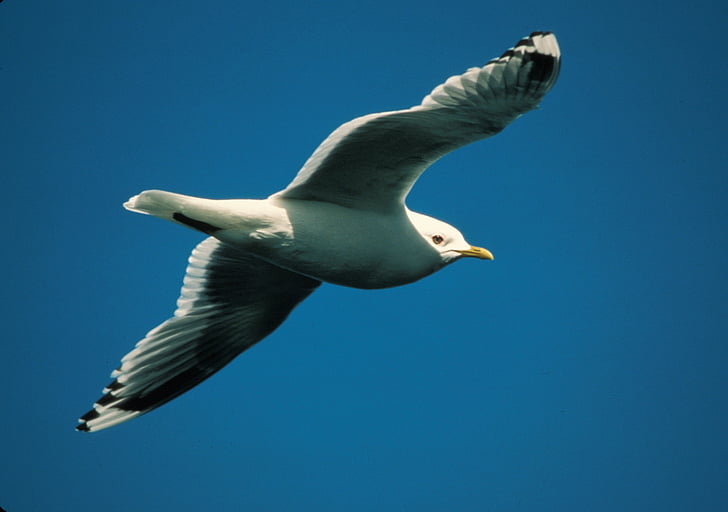 mew gull, seagull, flying, in flight, bird, wildlife, nature
