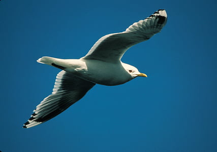Mew gull, Seagull, terbang, dalam penerbangan, burung, satwa liar, alam