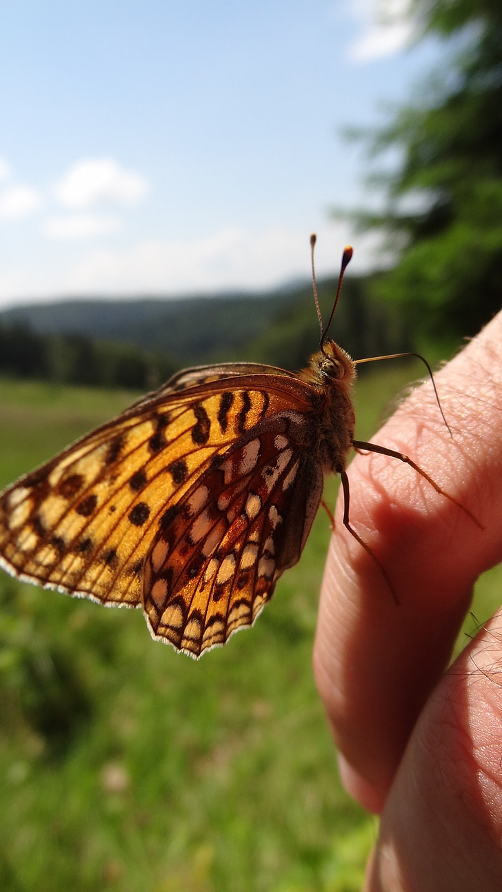 bướm, Thiên nhiên, đôi cánh, Insecta, cỏ, màu xanh lá cây, màu