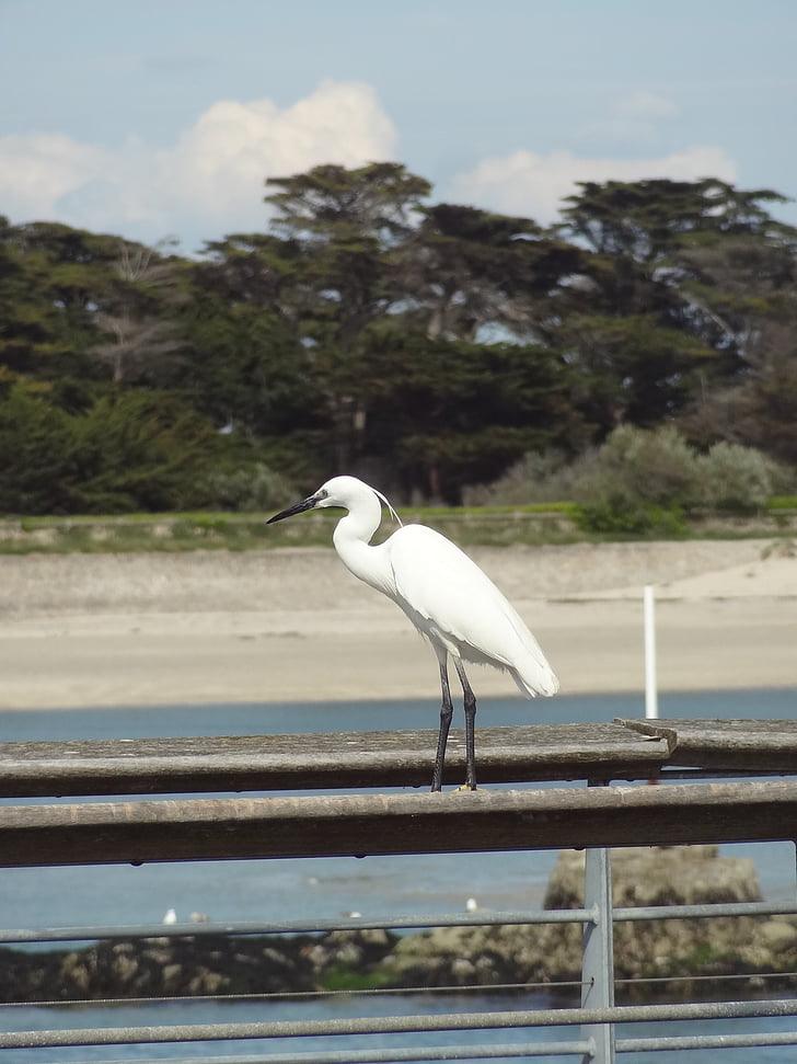 little egret, heron, bird, port, nature, birds, animal