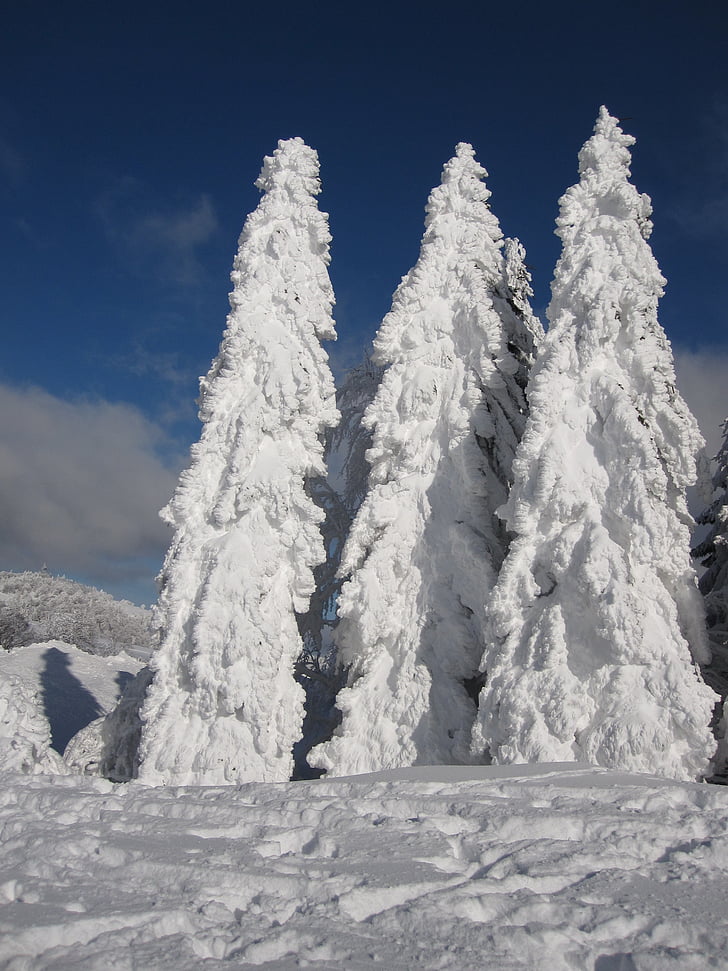 fir, snow, winter, snowy, wintry, winter magic, snow landscape