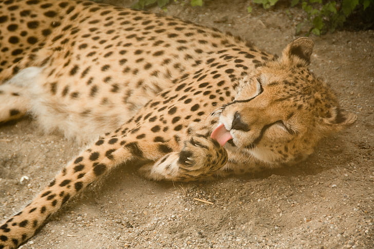 Cheetah, Predator, kat, stor kat, kødædende, Afrika, Kenya