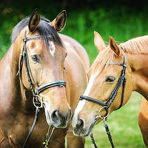 animal photography, animals, bridle, close-up, horses, horse, domestic animals