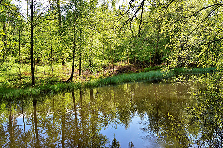šuma, priroda, ljeto, Švedska, zelena, zrcaljenje, jezero
