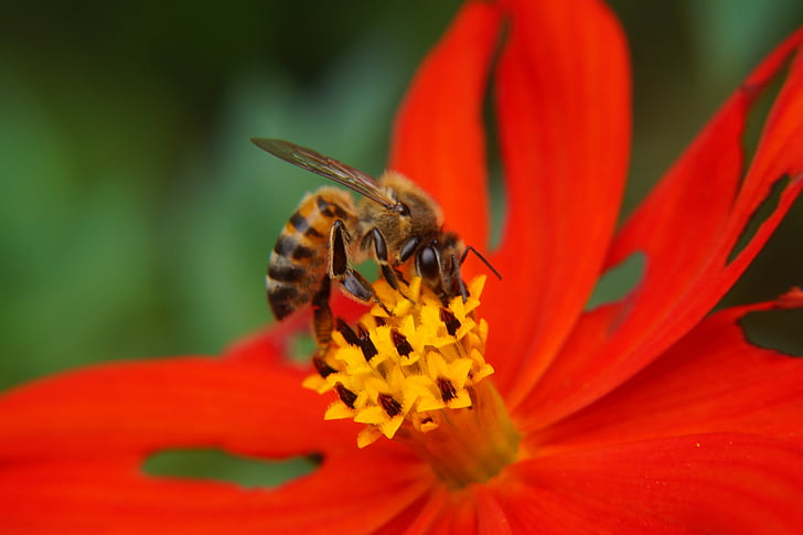Bee, pollinering, pollen, kronblad, pollenbærere, hage, botanikk