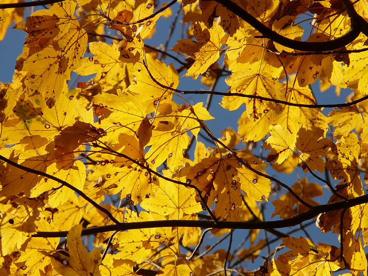 érable de montagne, Acer pseudoplatanus, érable, Acer, arbre à feuilles caduques, automne doré, octobre doré