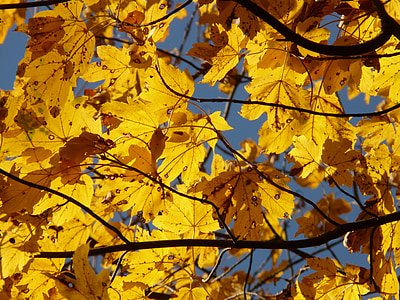 Mountain vaahtera, Acer pseudoplatanus, vaahtera, Acer, lehtipuu, kultainen syksy, Golden lokakuussa