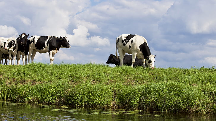 agricoltura, animale, mucche in bianche e nero, cieli blu, bestiame, campagna, mucche