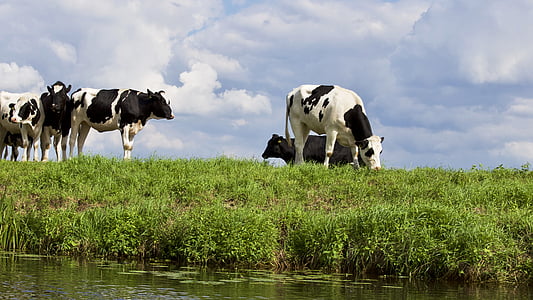 põllumajandus, looma, mustvalged lehmad, sinist taevast, veised, maal, lehmad