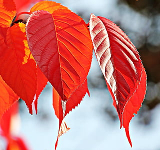 podzim, podzimní barvy, podzimní listí, rozostření, větev, světlé, detail