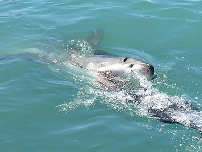 wthite gran tiburón, tiburón, Sudáfrica, África, naturaleza, Océano, vida marina