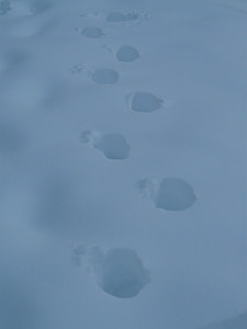 śnieg lane, śledzenia, śnieg, brnąć, zimno, zimowe, Reprint