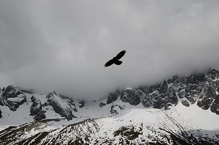 voando, Eagle, perto de, montanha, cobertos, neve, dourado