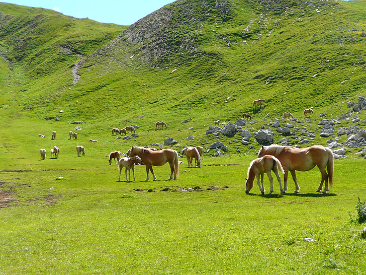 atlar, sürü, Avellino, dağ, Dolomites, fuciade, Adım